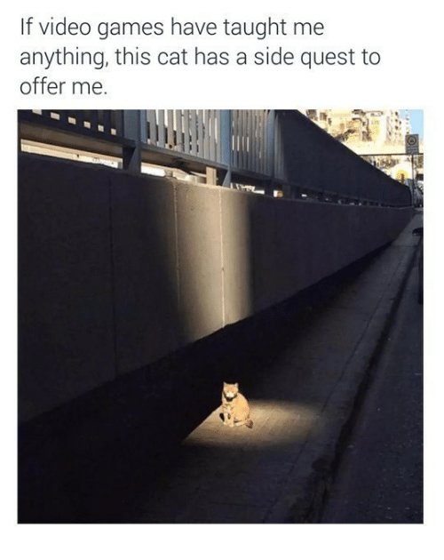 picture of cat offering side quest